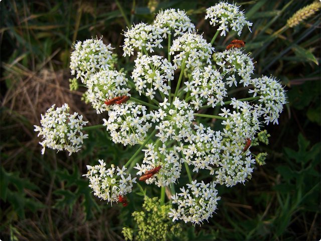 Wiesen-Bärenklau: Die folgenden Bilder zeigen den Roten oder Rotgelbe Weichkäfer (Rhagonycha fulva)...