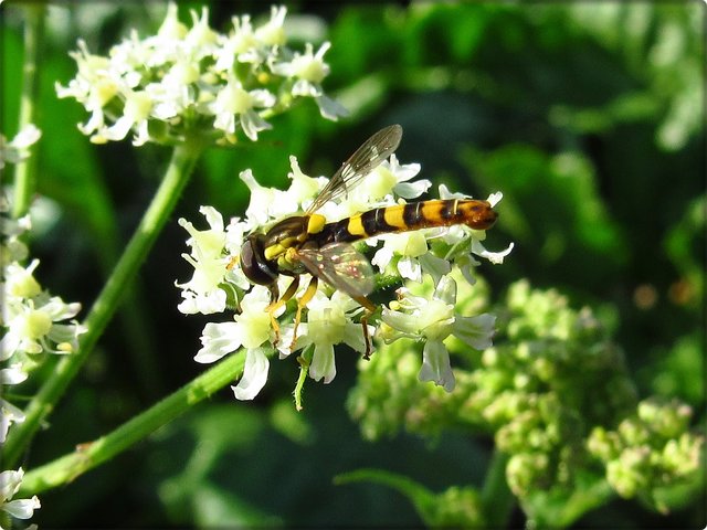 Wiesen-Bärenklau mit Gewöhnlicher Langbauchschwebfliege (Sphaerophoria scripta)