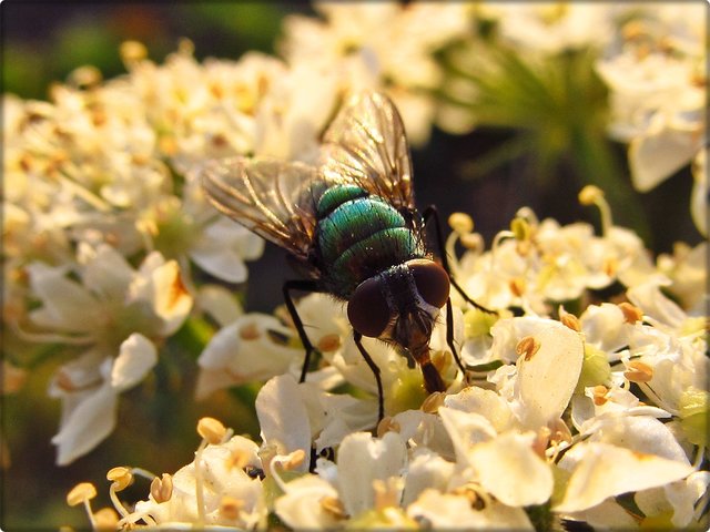 Wiesen-Bärenklau: Schmeißfliege (Calliphoridae)