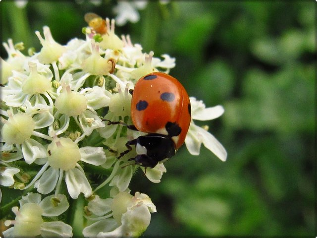 Wiesen-Bärenklau mit dem heimischen Marienkäfer (Coccinellidae).