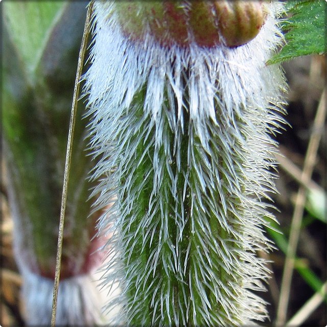 Wiesen-Bärenklau: Deutlich zu erkennen ist der stachelig behaarte Stiel.