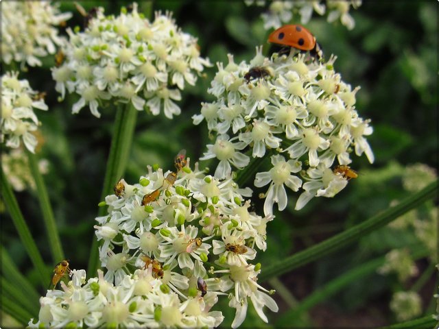 Wiesen-Bärenklau: u.a. mit Taufliegen Drosophilidae (auch Obst-, Frucht-, Gär-, Most- oder Essigfliegen genannt).