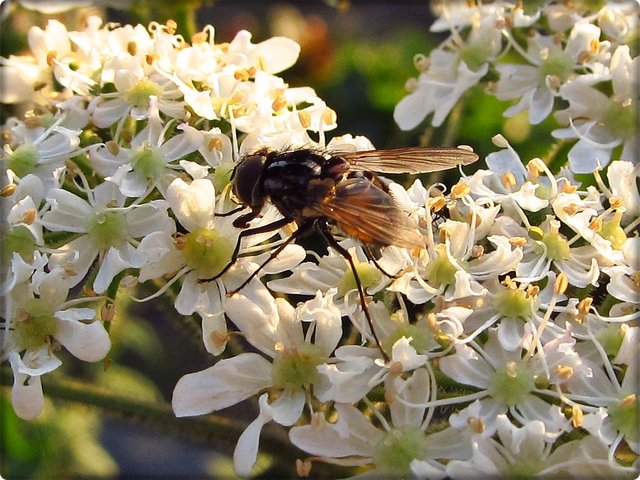 Wiesen-Bärenklau: Unbekannte Fliege