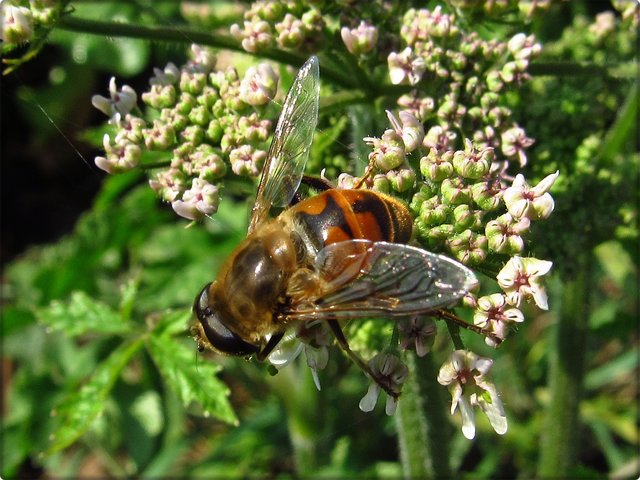 Wiesen-Bärenklau mit der Mistbiene (Eristalis tenax).