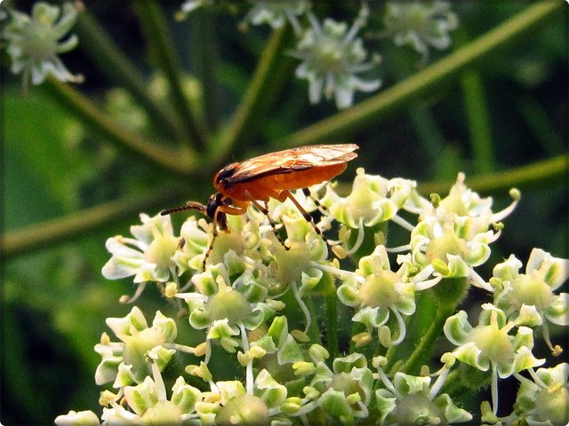 Wiesen-Bärenklau: Unbekannte Fliege.