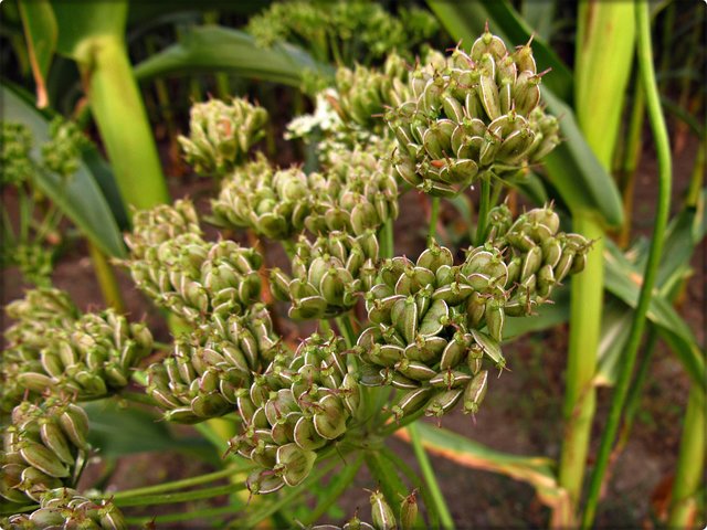 Wiesen-Bärenklau: Fruchtstand/ noch unreife Samen.