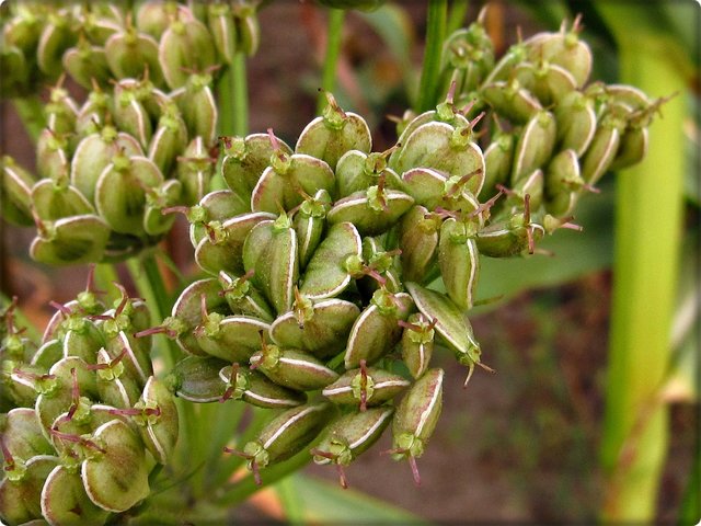 Wiesen-Bärenklau: Fruchtstand/ noch unreife Samen.