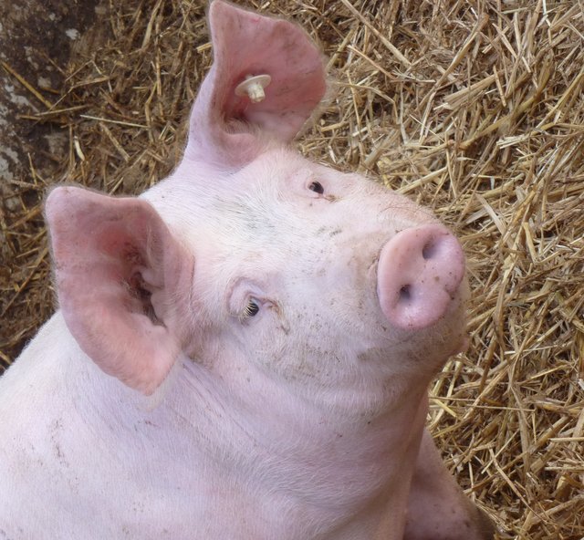 Ferkel sollen ab 2017 schmerzfrei kastriert werden. Das ist zumindest der Wunsch vieler Lebensmittelkonzerne, die sich für mehr Tierschutz stark machen. Foto: Marita Gerwin