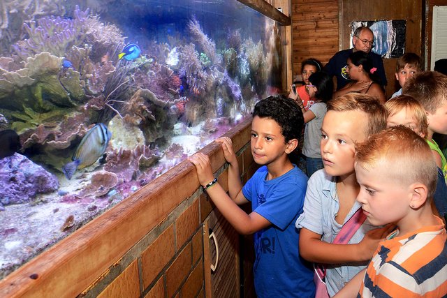 "Ooh, wie schön!" Die Libori-Kids staunten nicht schlecht über die Farbenpracht der hier im Meerwasser-Aquarium präsentierten Fische und Korallen. | Foto: Schmitz