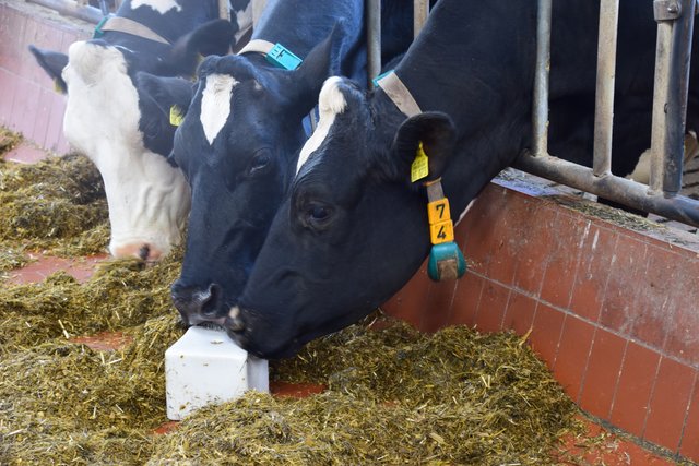 Im modernen Kuhstall auf dem Hof Schulze-Hockenbeck