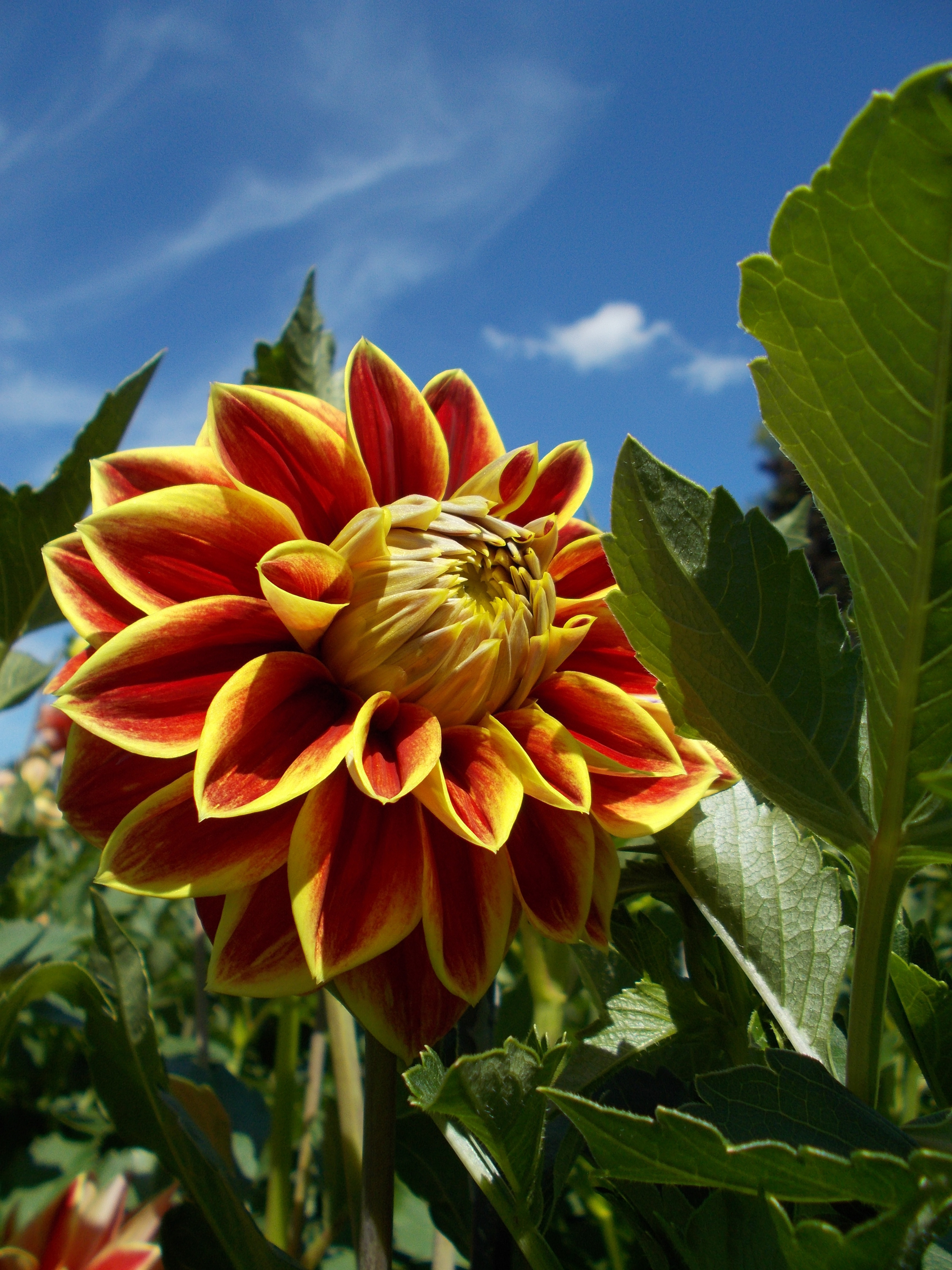 Die Dahlien recken sich zum blauen Himmel