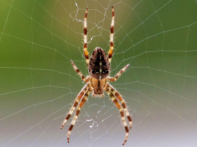 Das Los einer Spinne ist es zu warten, zu warten, zu warten,.............! FOTO: RAINER BRESSLEIN