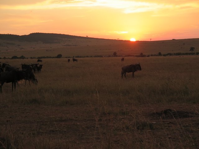 Sonnenuntergang in der Massai Mara