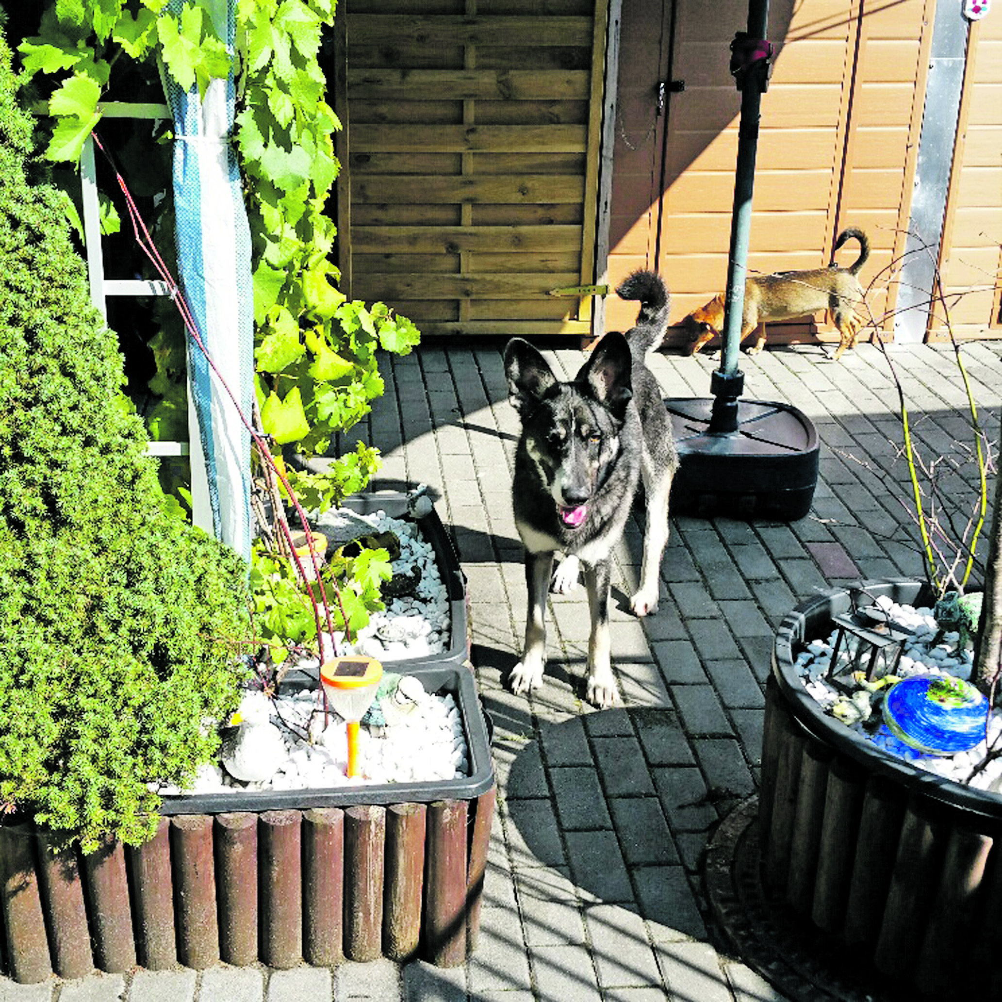 Wohnlich sieht‘s aus in der neuen Hundeauffangstation (HAST) des Pro Vita Animale e.V. Die Hunde haben bei ihrem Einzug alles gleich neugierig inspiziert.