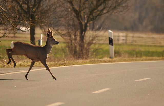Gefahr! Ein Reh überquert die Straße.