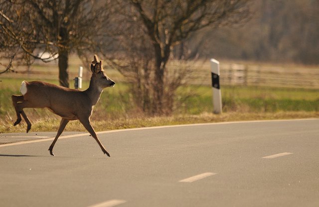 Gefahr! Ein Reh überquert die Straße. | Foto: Lokalkompass-Archiv