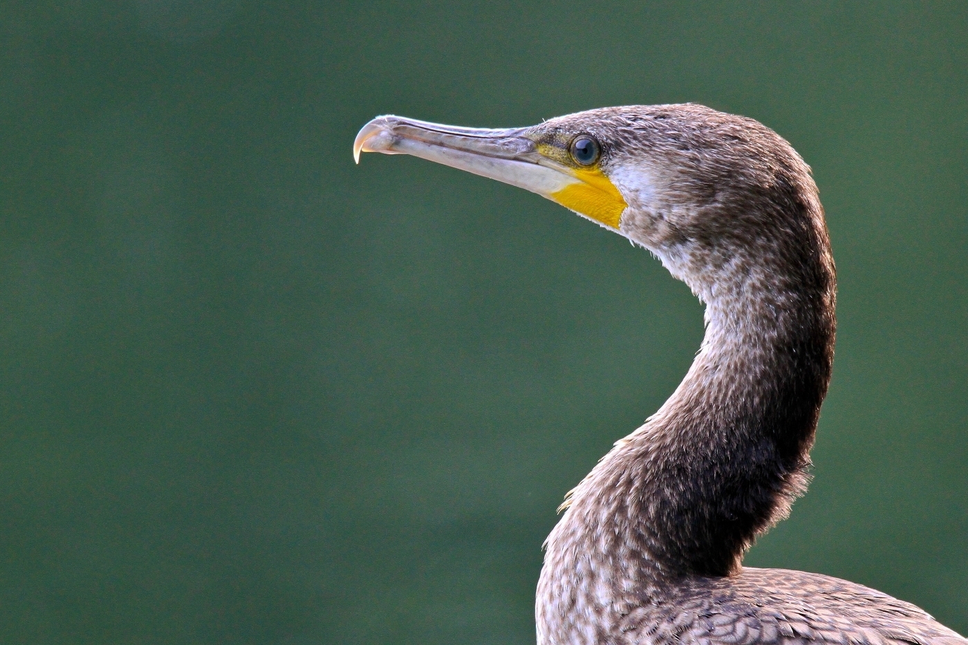 Kormoran