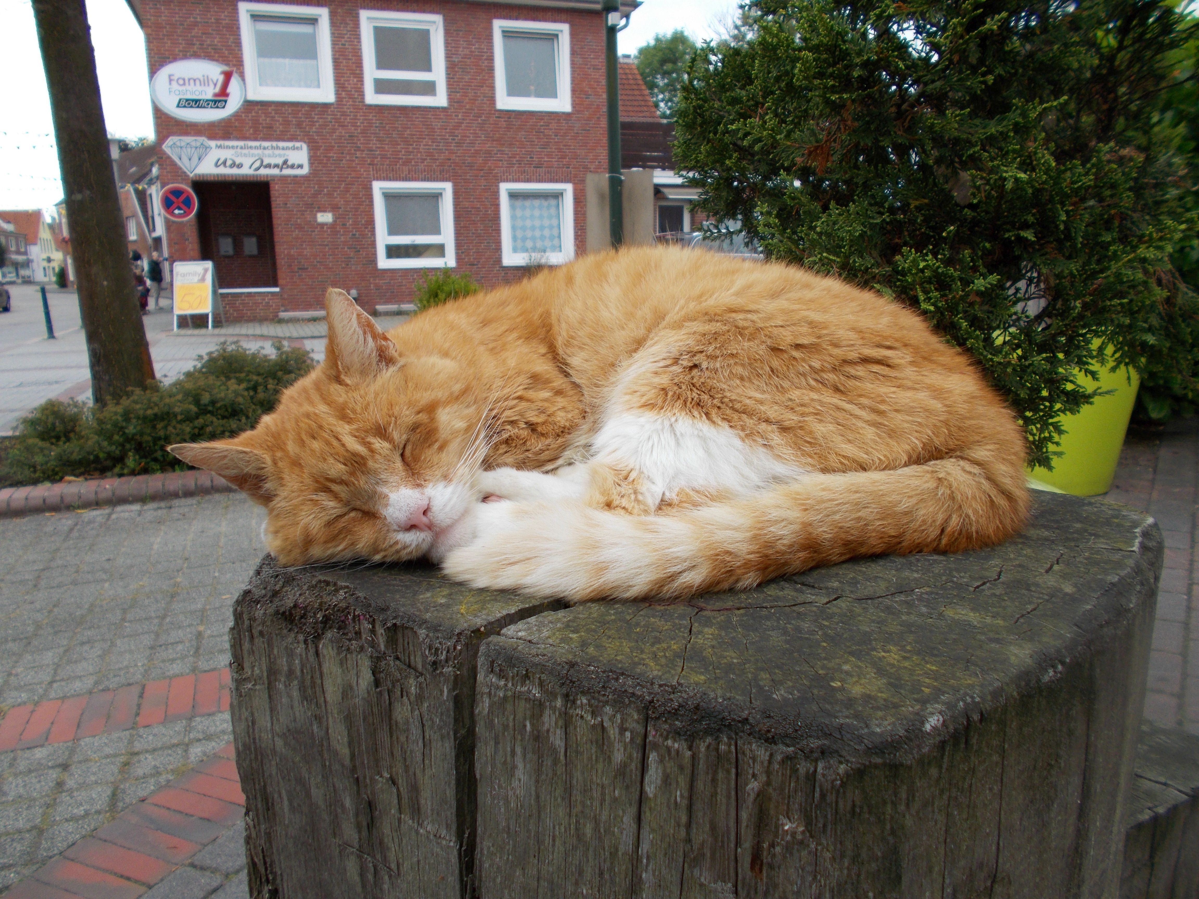 Hunde haben ein Herrchen oder Frauchen - Katzen haben Personal.