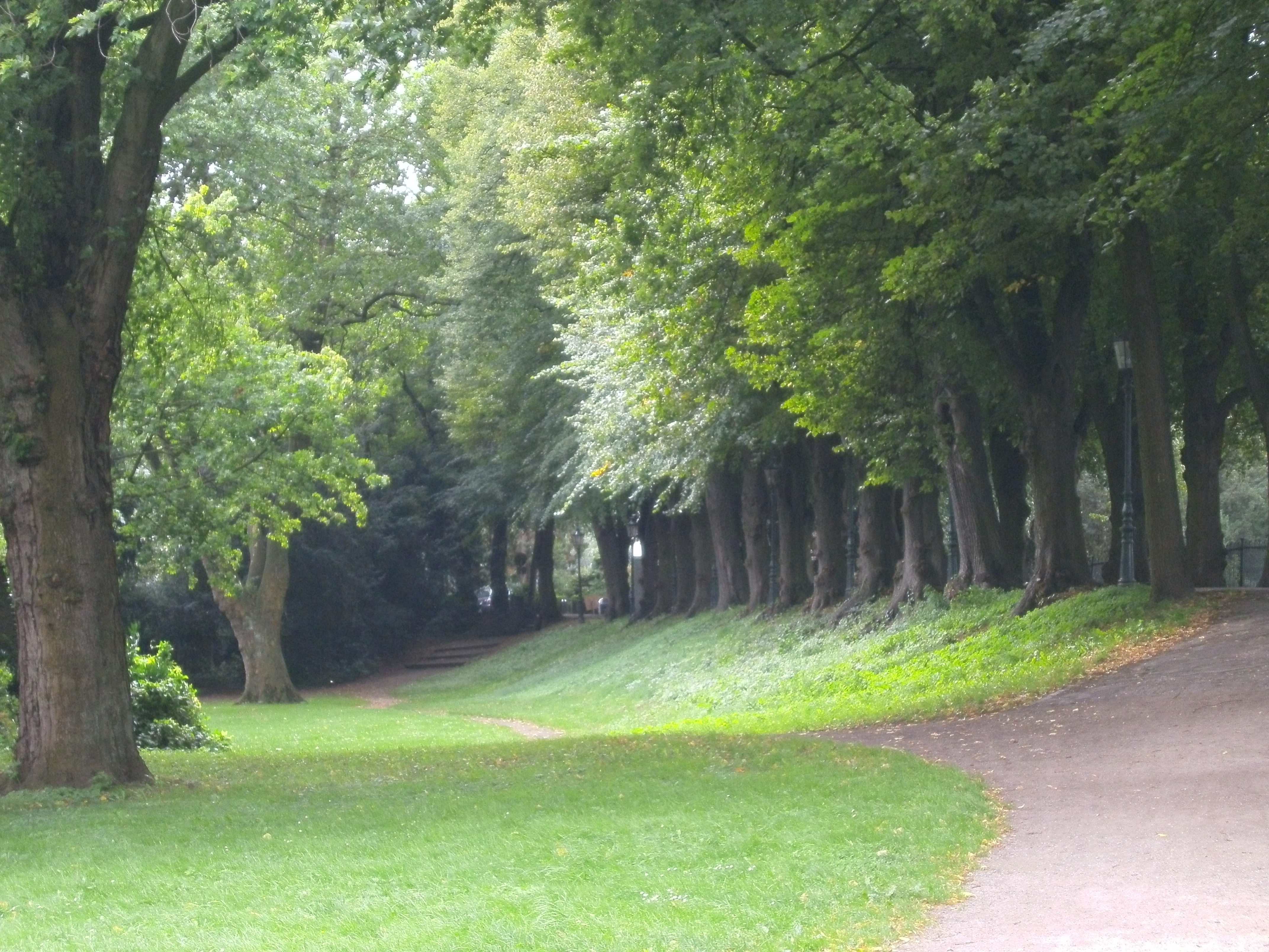 schöne baumallee am Rhein kaiserswerth