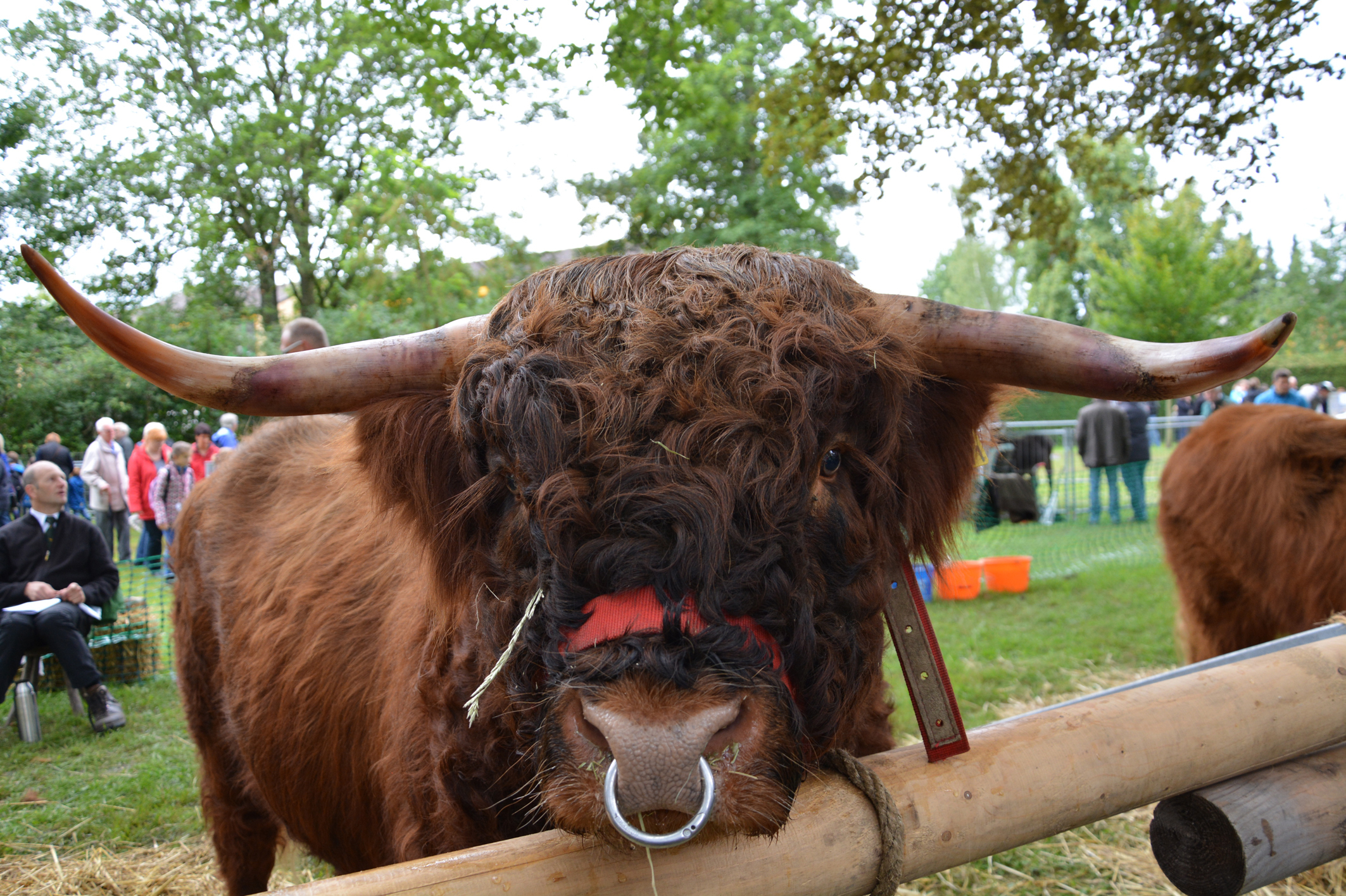 Tiere, Menschen, Sensationen - die Tierschau zur Hüstener Kirmes hatte von allem viel zu bieten! Fotos: Albrecht