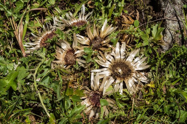 Auf allen Wiesen und Almen in den Bergen zuhause: die Silberdistel