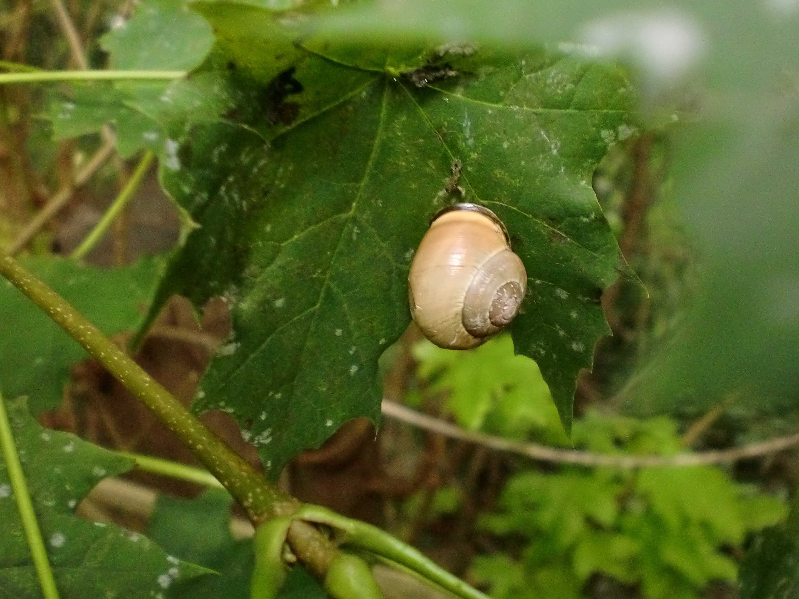 Schnecke am Blatt