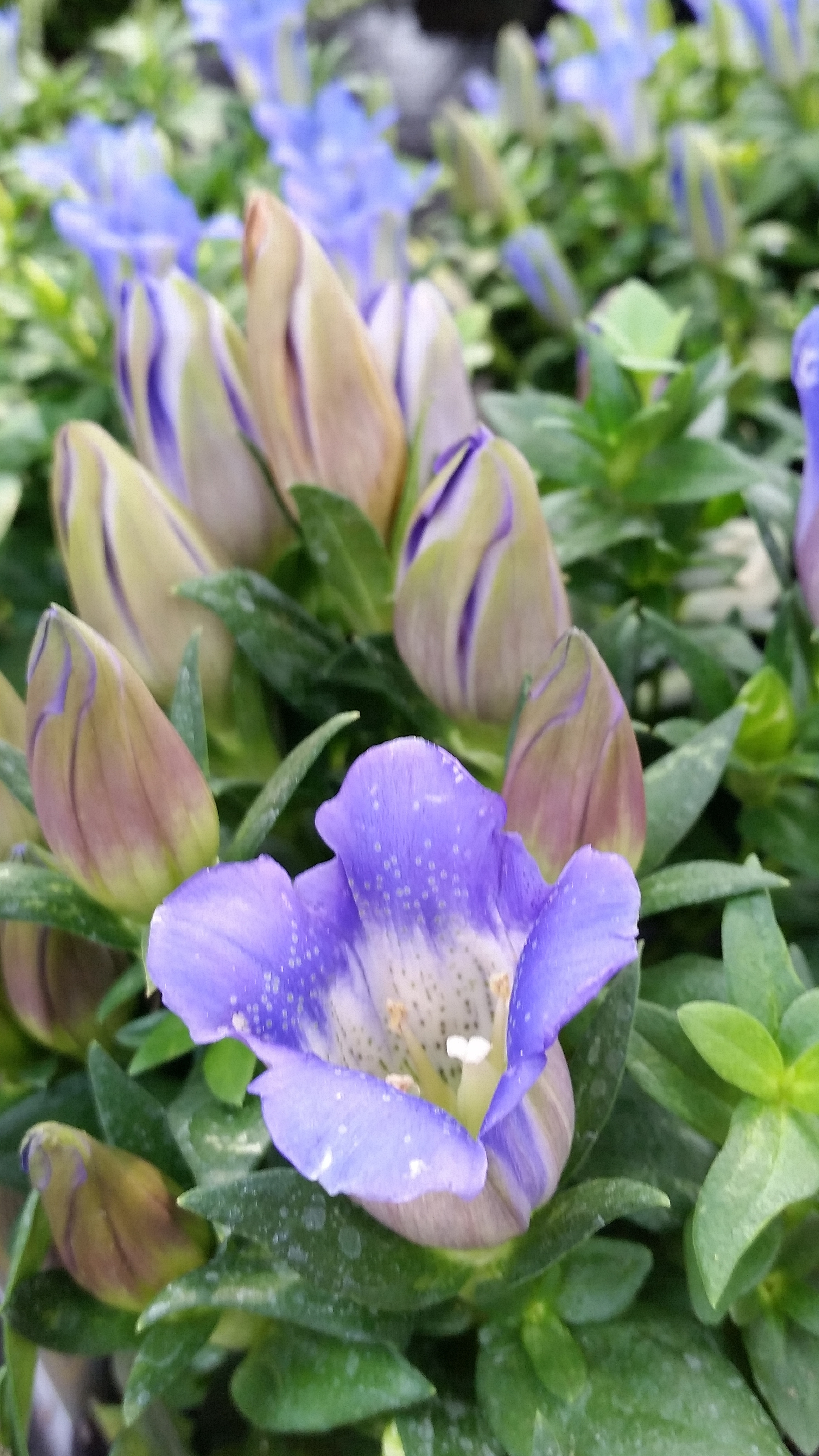 ...ich fange mal an..Da ich nur mit dem Handy
fotografiere, habe ich nicht viele Möglichkeiten.
Diese Enzianblüte habe ich ganz normal
aufgenommen. Bild zwei folgt jetzt.