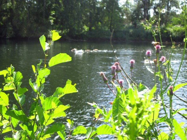an der Ruhr, bei Bochum ... grün, und bunt!