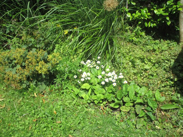 Blümelein am grauen Straßenrand ...