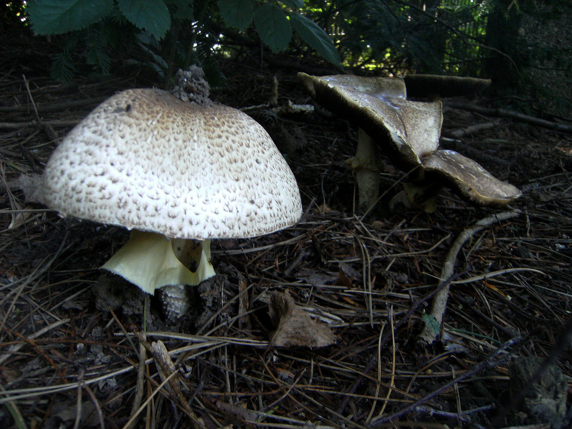 Die ersten Pilze der diesjährigen Saison kamen bereits Ende August zum Vorschein.