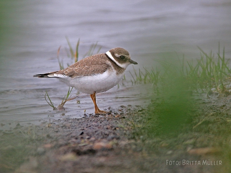 Sandregenpfeifer auf der Halde Haniel