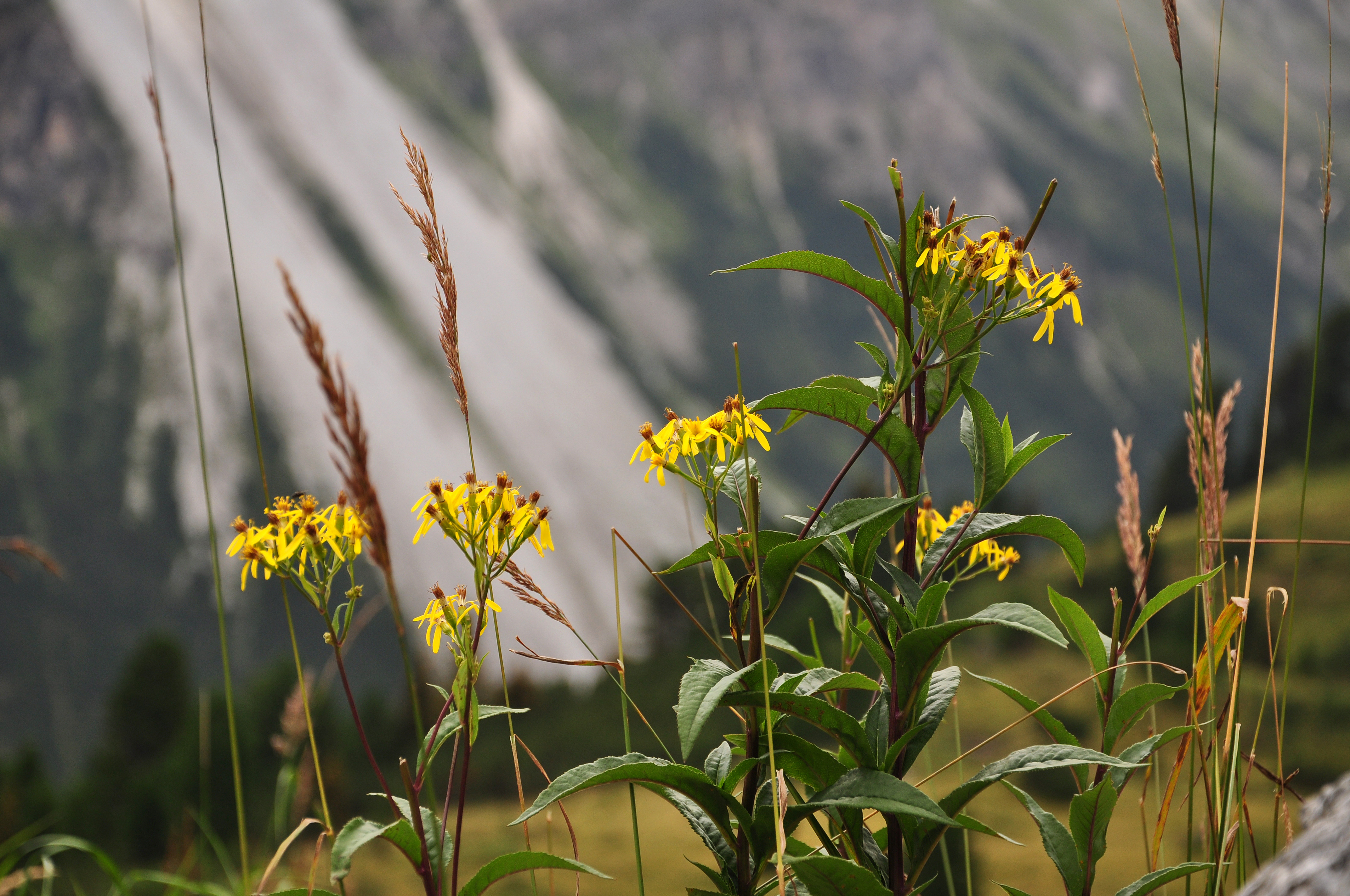 Stubaier Alpen August 2015