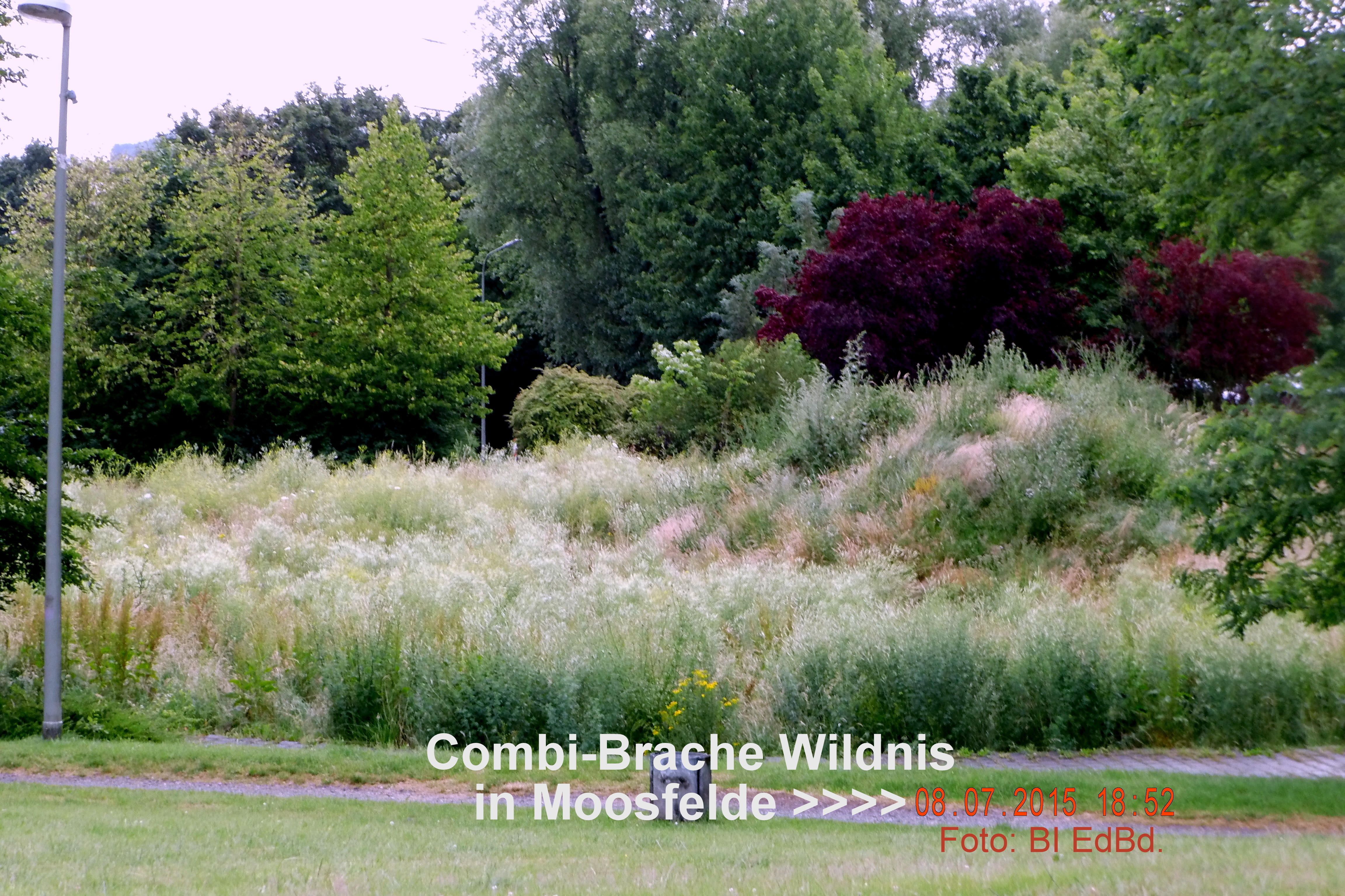 Die Brache seit 15.10.2013 / Thema Wildnis in unserer Stadt.