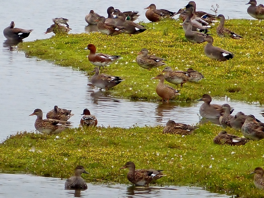Viele Enten. Die meisten davon waren Schnatterenten. Aber es gab auch Stockenten, Löffelenten, Krickenten, Pfeifenten und Reiherenten zu sehen.