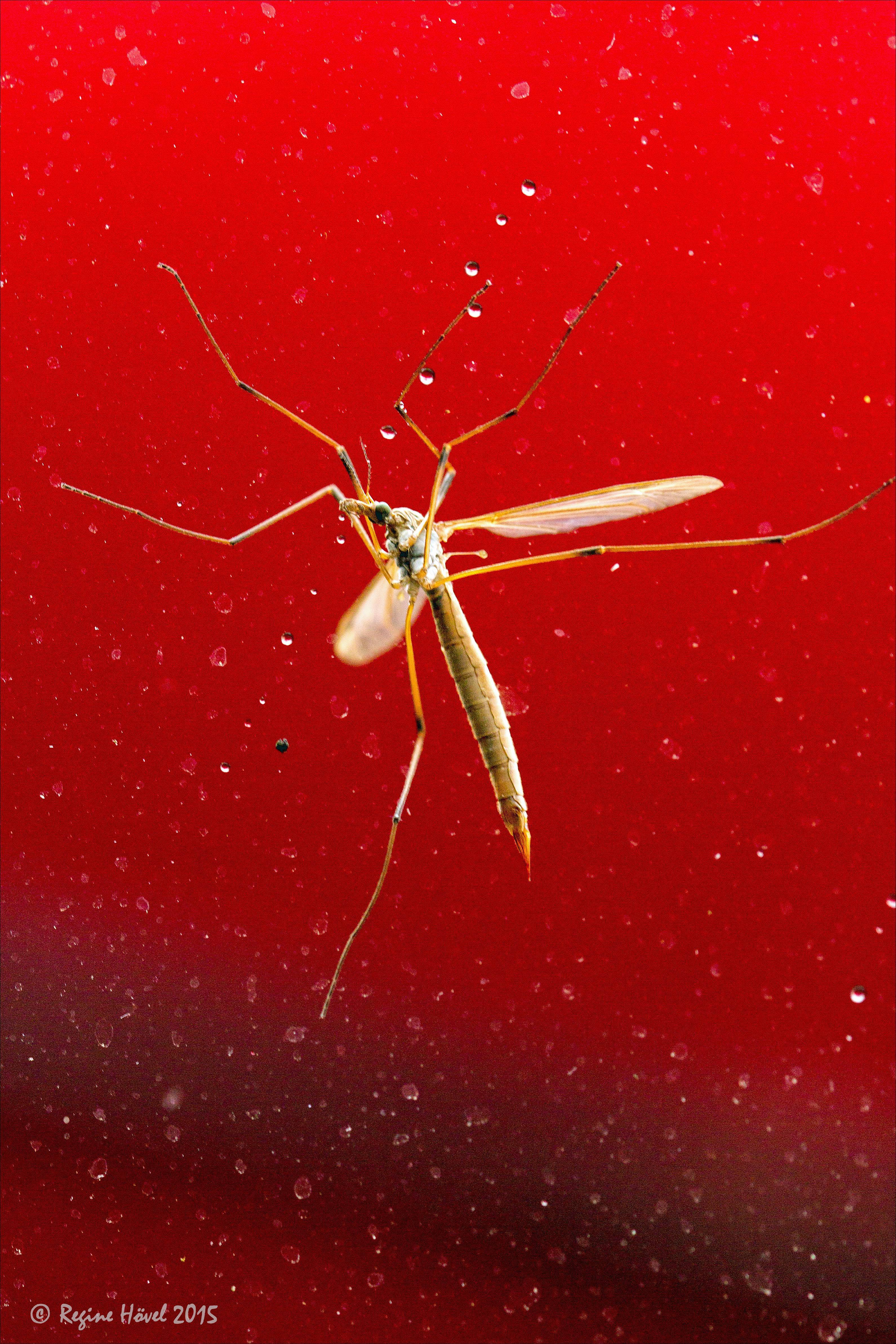 Eine Impression in rot - durch die Fensterscheibe fotografiert. Bitte im Vollbild betrachten.