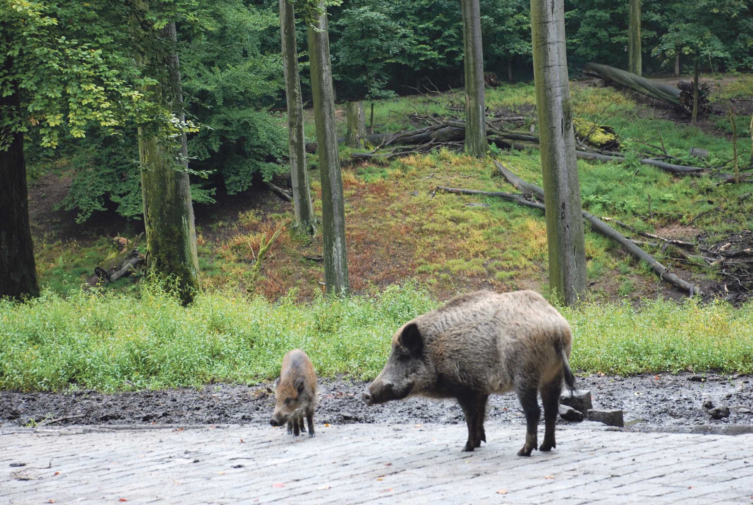 Nicht nur die Wildschweine freuen sich über Waldfrüchte als zusätzliche Mahlzeit.