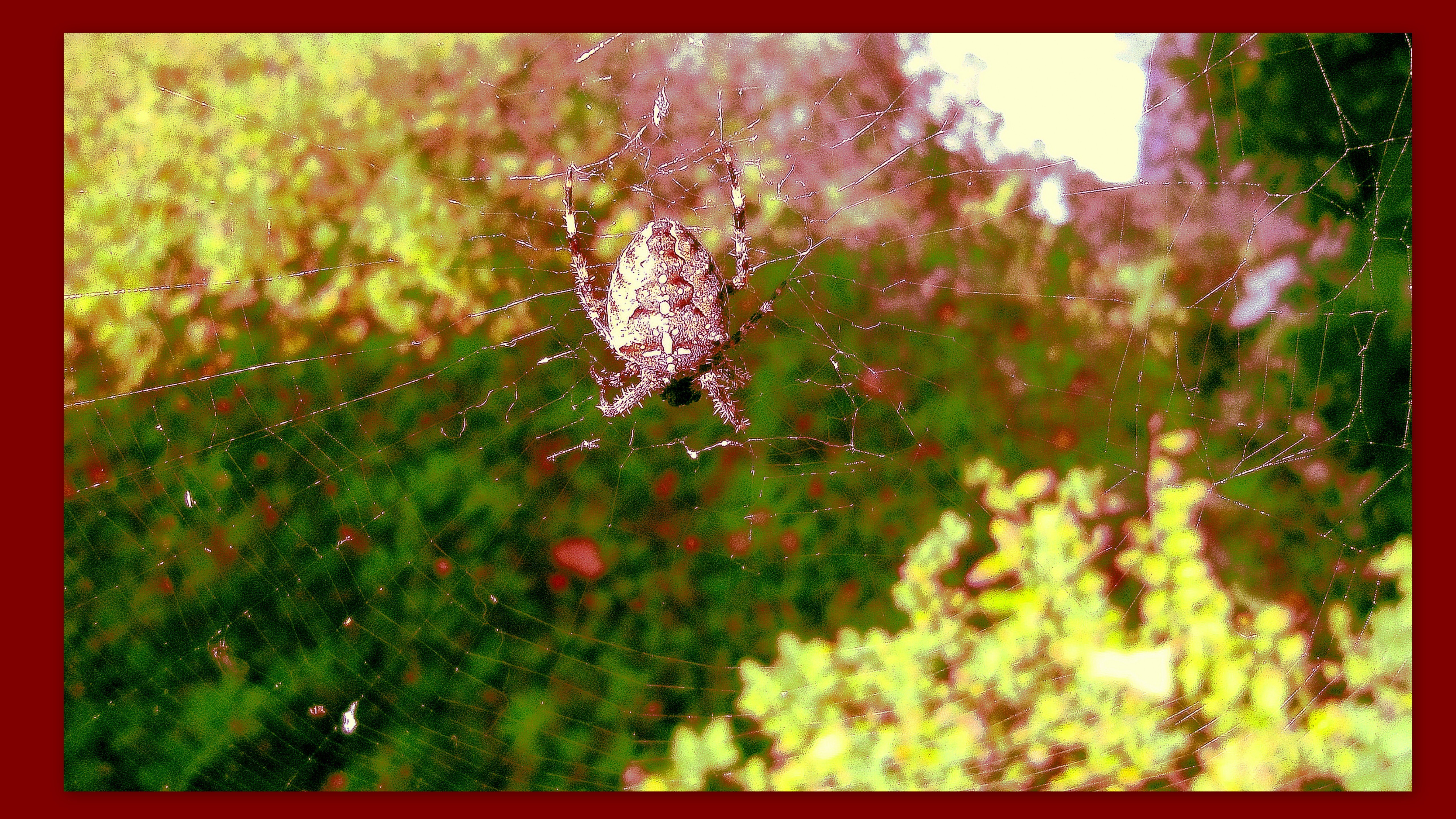 dicke spinne im netz