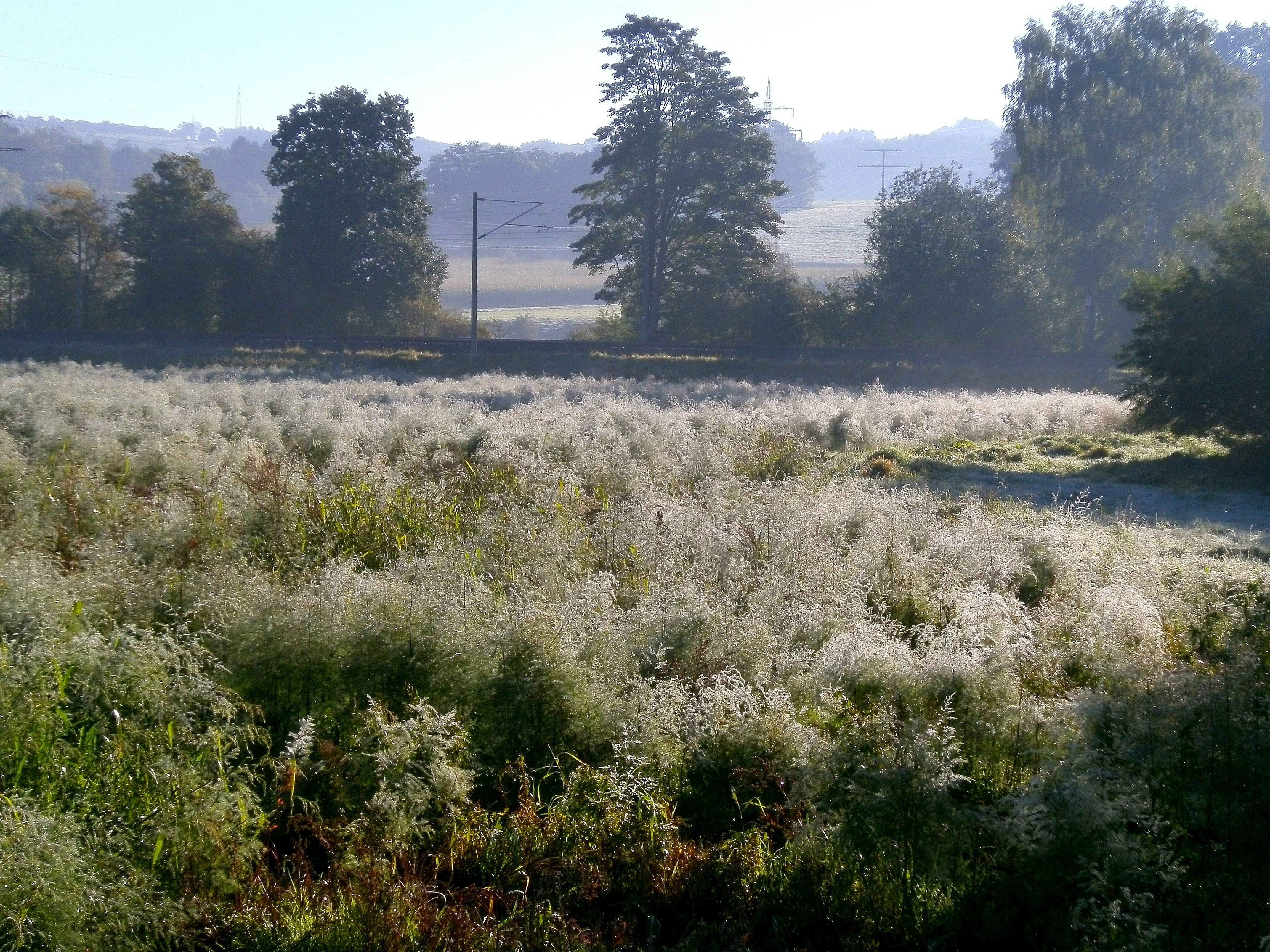 Feld in langenberg am morgen - überall raureif