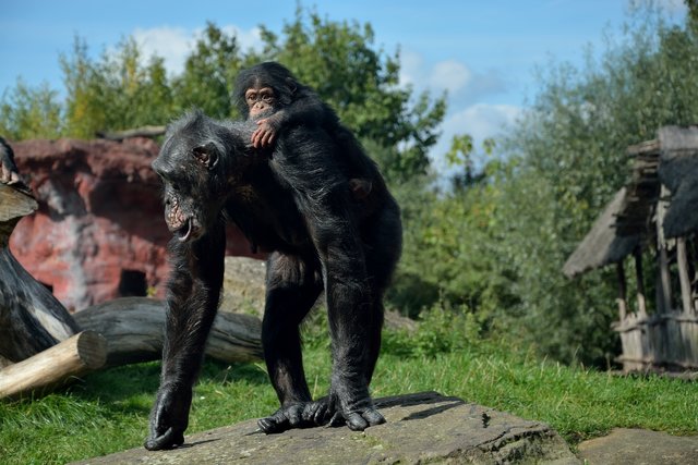 Ein Tag in der Zoom Erlebniswelt Gelsenkirchen.Foto:Kurt Gritzan