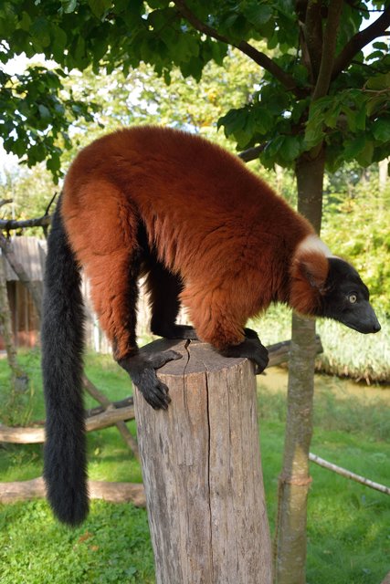 Ein Tag in der Zoom Erlebniswelt Gelsenkirchen.Foto:Kurt Gritzan