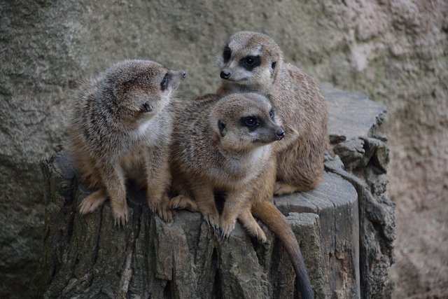Ein Tag in der Zoom Erlebniswelt Gelsenkirchen.Foto:Kurt Gritzan