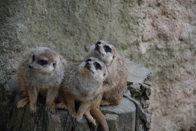Ein Tag in der Zoom Erlebniswelt Gelsenkirchen.Foto:Kurt Gritzan