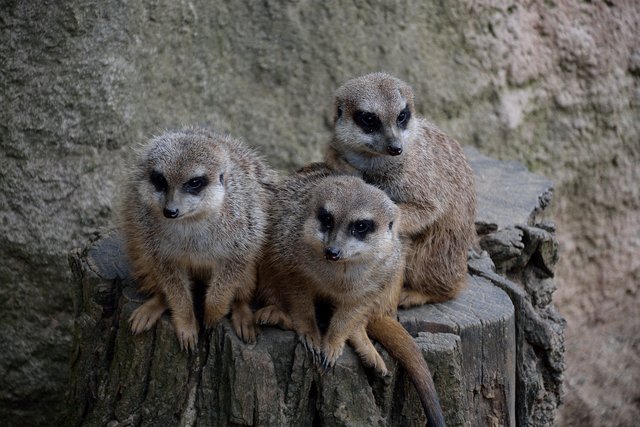Ein Tag in der Zoom Erlebniswelt Gelsenkirchen.Foto:Kurt Gritzan
