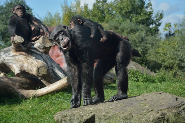 Ein Tag in der Zoom Erlebniswelt Gelsenkirchen.Foto:Kurt Gritzan