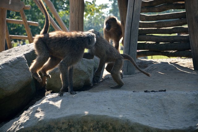 Ein Tag in der Zoom Erlebniswelt Gelsenkirchen.Foto:Kurt Gritzan