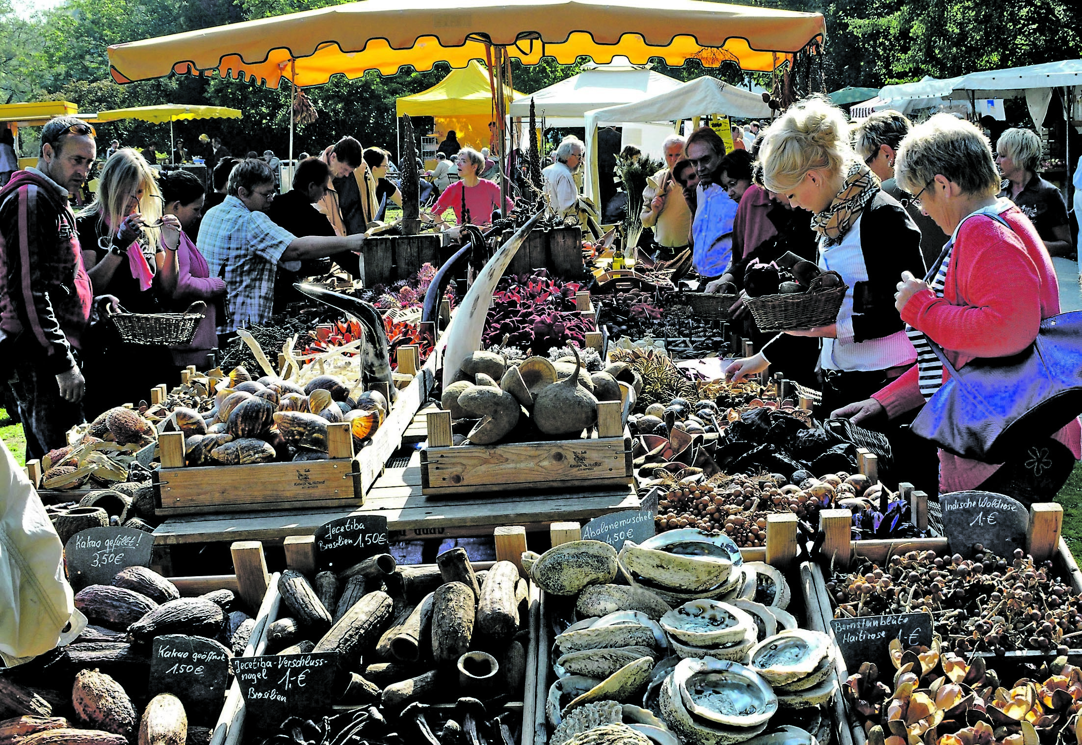 "Kastanie & Co." heißt es am Sonntag wieder im Botanischen Garten Rombergpark.