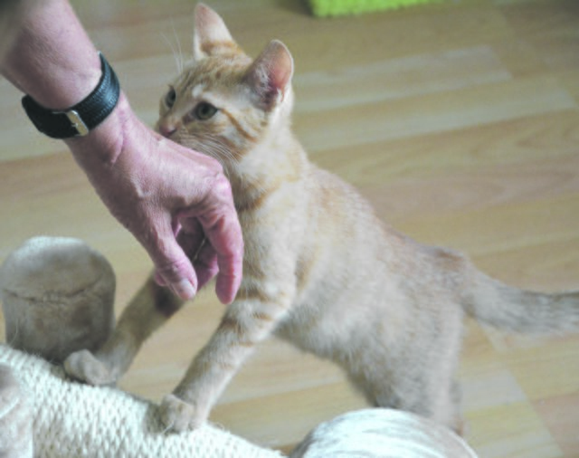 Die kleinen Katzen sind für jede Aufmerksamkeit dankbar. Sie genießen sichtlich die Streicheleinheiten. Foto: Jörg Terbrüggen