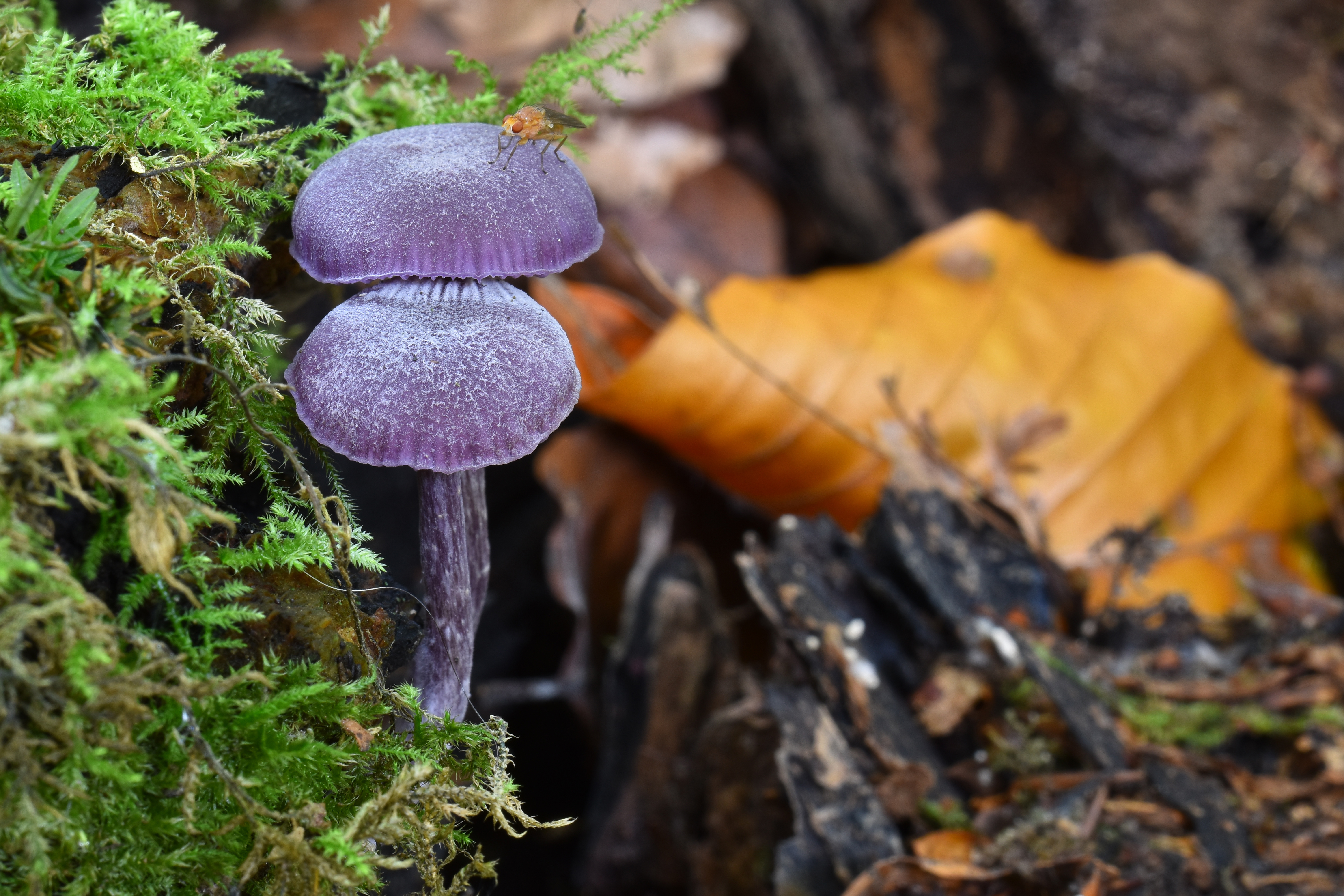 Violetter Lacktrichterling
