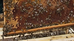 Bienen