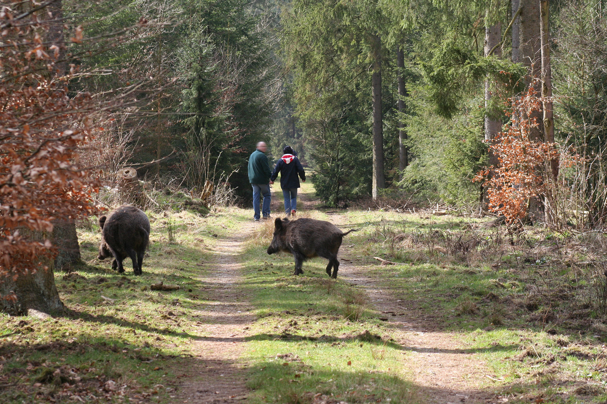 Der Gedanke, einem ausgewachsenen Wildschwein
gegenüberzustehen, wird jedoch die meisten Menschen eher mit Angst statt mit Freude erfüllen. Zwar meiden Wildschweine Menschen in der Regel,
jedoch kann es trotzdem vereinzelt dazu kommen, dass ein Wildschwein den eigenen Weg kreuzt.